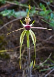 Caladenia tentaculata Mantis Orchid